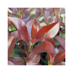 Photinia (photinia fraseri red select)