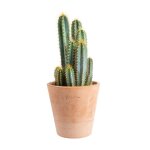 Pilosocereus azureus en pot terre cuite h 10 x Ø 20 cm Pilosocereus azureus en pot terre cuite h 10 x Ø 20 cm