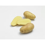 Pommes de terre charlotte bio calibre 0001, 1, 5 kg