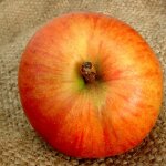 Pommier grand alexandre. le pot de 12 litres, forme gobelet