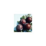Pommier reinette grise du canada. le pot de 15 litres forme 1 / 2 tige Pommier reinette grise du canada. le pot de 15 litres forme 1 / 2 tige