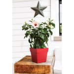 Pot carre toscane rouge rubis l24, 8 x l24, 8 x h24