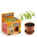 Pot avec coupelle et plante qui danse Ø8 cm Pot avec coupelle et plante qui danse Ø8 cm