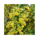 Ribes odoratum coloris vert. le pot de 3 litres