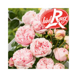 Rosier l alhambra� label rouge en pot de 5l