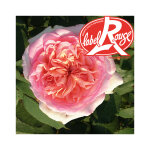 Rosier george sand� label rouge en pot de 5l