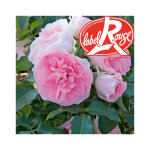 Rosier jet set� label rouge en pot de 5l
