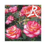 Rosier l�o ferr� label rouge en pot de 5l