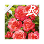 Rosier parc de la vanoise� label rouge en pot de 5l