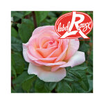 Rosier prince jardinier� label rouge en pot de 5l