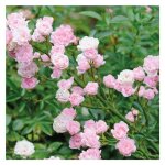 Rosier the fairy rose en pot de 3 l