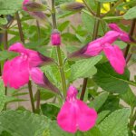 Salvia microphylla pink blush rose - le pot de 9 x 9 cm