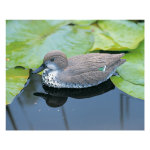 Sarcelle femelle multicolore 30 cm