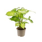 Syngonium 20 cm. le pot de  10, 5 cm