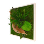 Tableau vgtal (ou cadre vgtal) stabilis carr m naturalys - 35 x 35 cm