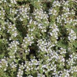 Thym commun bio - le pot de 2, 5 litres