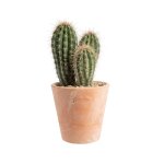 Trichocereus pasacana en pot terre cuite h 10 x Ø 20 cm Trichocereus pasacana en pot terre cuite h 10 x Ø 20 cm
