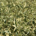 Tro�ne blanc - pot de 7l