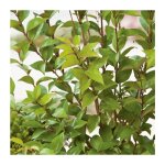 Tro�ne du japon - pot 3 l