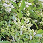 Tro�ne (ligustrum ovalifolium), en pot de 3 litres