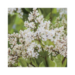 Tro�ne du texas ( ligustrum texanum)