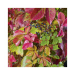 Vigne vierge muralis. le pot de 3 litres Vigne vierge muralis. le pot de 3 litres
