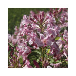 Weigelia stelneri coloris rose. le pot de 3 litres