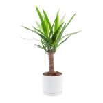 Yucca vert en pot blanc �maill� botanic�. le pot � 18 cm