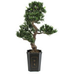 Europalms bonsai podocarpus, plante artificielle, 80cm - arbres Europalms bonsai podocarpus, plante artificielle, 80cm - arbres