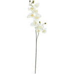 Europalms europalmes branche d'orchidée, artificielle, blanc crème, 100cm - branches et buissons Europalms europalmes branche d'orchidée, artificielle, blanc crème, 100cm - branches et buissons