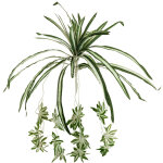 Europalms europalmes plante araignée, artificielle, 60cm - branches et buissons Europalms europalmes plante araignée, artificielle, 60cm - branches et buissons