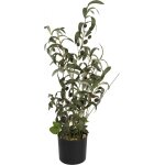 Europalms olivier, plante artificielle, 68 cm - arbres