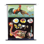 Affiche murale de l école de jung - koch - quentell poulet 1971 Affiche murale de l école de jung - koch - quentell poulet 1971