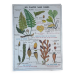 Affiche scolaire vintage mdi : les plantes sans fleurs & le blé, les graminées. Affiche scolaire vintage mdi : les plantes sans fleurs & le blé, les graminées.