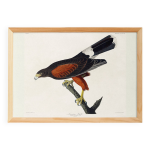 Affiche sur la buse de harris, d apr�s une gravure ancienne de 1827.