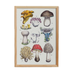 Affiche sur les champignons, d'aprs une gravure de 1881 (cpe, girolle. . . )