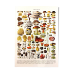 Affiche sur les champignons  cpes , d'aprs une lithographie de 1928