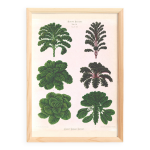 Affiche sur les choux de bruxelles et fris, d aprs une gravure de 1886