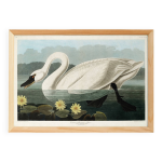 Affiche sur le cygne trompette, d apr�s une gravure ancienne de 1827.