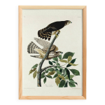 Affiche sur le faucon �merillon, d apr�s une gravure ancienne de 1827.