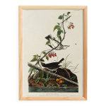 Affiche sur la grive  collier dor, d aprs une gravure ancienne de 1827.