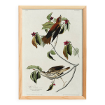 Affiche sur le grive musicienne, d aprs une gravure ancienne de 1827.