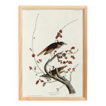 Affiche sur la grive solitaire, d aprs une gravure ancienne de 1827.