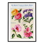 Affiche sur les immortelles, hliotropes, hibiscus et roses trmires