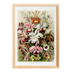 Affiche sur les orchid�es , d apr�s une lithographie ancienne de 1904.