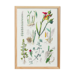 Affiche sur les plantes, d'après une gravure de 1881 gingembre Affiche sur les plantes, d'après une gravure de 1881 gingembre