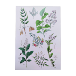 Affiche sur les plantes d'aprs une gravure de 1881  salicorne