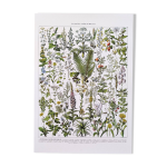 Affiche sur les plantes médicinales absinthe , d'après une lithographie de 1928 Affiche sur les plantes médicinales absinthe , d'après une lithographie de 1928