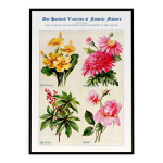 Affiche sur les primev�res, pyr�thres, ricins et roses