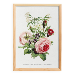 Affiche sur la rose mousseuse, la violette odorante et le jasmin blanc